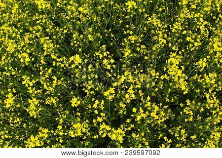 Golden Field Of Flowering Rapeseed Close Up With Beautiful Clouds On Sky,top View. Selective Focus, 