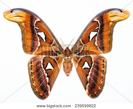 Attacus Atlas is a largest butterfly on the Earth when looked at wing area. This moth lives naturally in South East Asia. Isolated on white