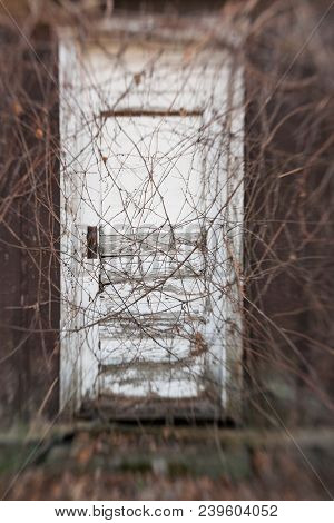 A Door In An Abandoned Building Covered With Vines.  Swartz Creek, Mi, Usa.
