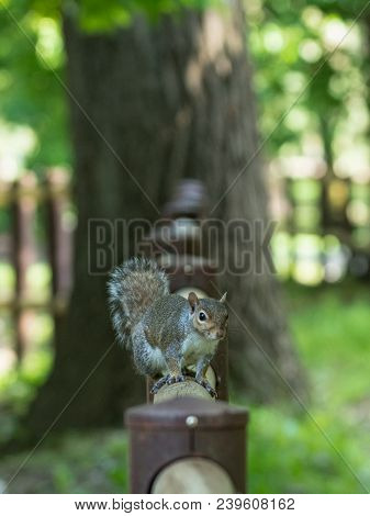 Gray Squirrel In Front Of A Tree Eats A Hazelnut Holding It With Paws, Frontal Portrait, Background 