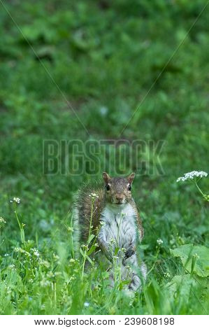 Gray Squirrel In Front Of A Tree Eats A Hazelnut Holding It With Paws, Frontal Portrait, Background 