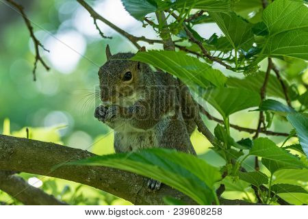 Gray Squirrel In Front Of A Tree Eats A Hazelnut Holding It With Paws, Frontal Portrait, Background 