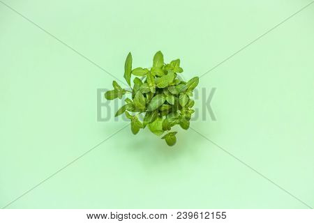 Sprigs Of Green Fresh Mint With Free Space For Text.