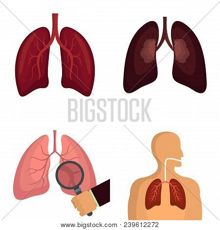 Lung Organ Human Breathing Icons Set. Flat Illustration Of 4 Lung Organ Human Breathing Vector Icons