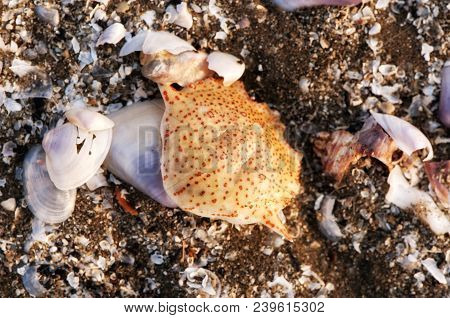 An Empty Crab Shell Among Translucent And White Shells On A Beach In Can Gio South Vietnam.