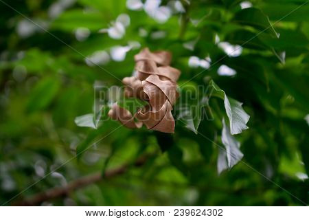Dry Dead Leaves Among Green Leaves In A Tree Branch