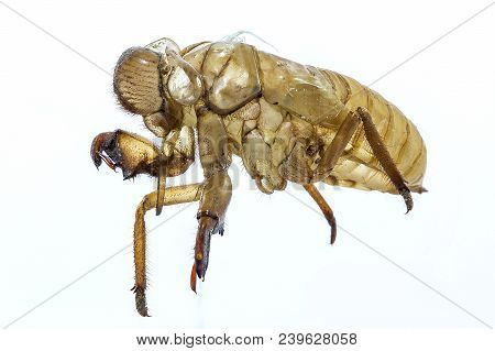 The Cicada Molting Or Shedding May Occur During A Particular Time Of The Year.