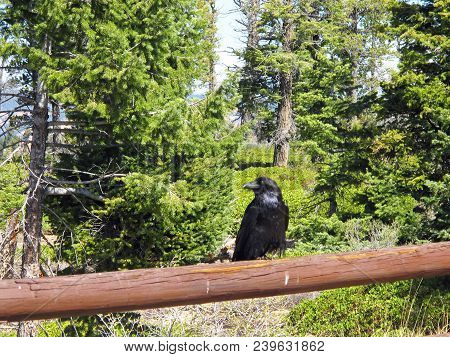 Black Raven Keeping Guard On Fence Rail With Forest Background