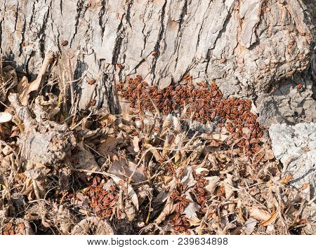 Accumulation Of Firebugs