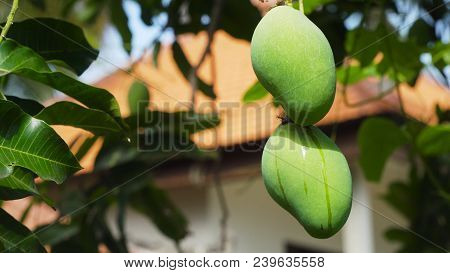Mango Tree With Fruits. Bunch Of Green Mango On Tree. Bunch Of Green Ripe Mango On Tree In Garden.