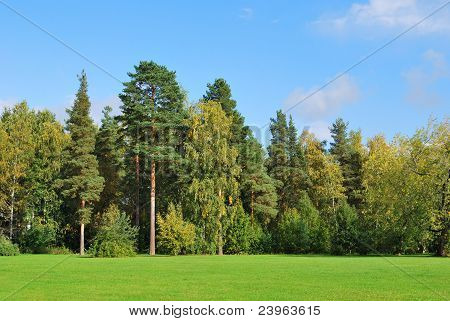 Forest In Imatra, Finland