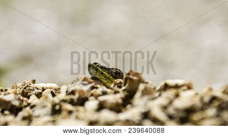 Closeup Green Lizard-gecko- Hiding Behind The Wall/ Creepy In The Wild Nature. Wild Life Next To Man