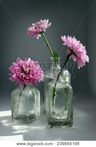 Still Life With Three Beautiful Chrysanthemum Flowers In The Small Vintage Glass Botlles Against A L