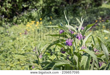 Purple Flowering Common Comfrey Or Symphytum Officinale In The Foreground Of A Dutch Nature Reserve.