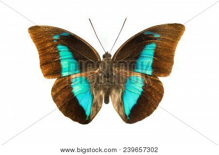 Prepona Demophon Extincta Isolated On White Background