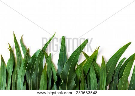Green Leaves For Text And Background. Concept- Nature, Spring, Ecology. Copy Space.
