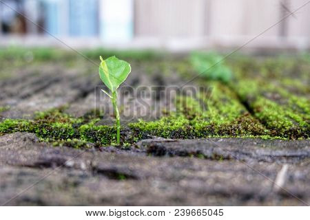The Grass And Moss Growing On Concrete.