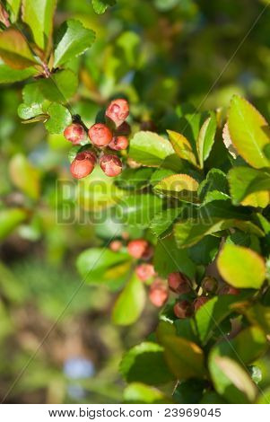 Pupeny Quince japonský (chaenomeles Japonica)