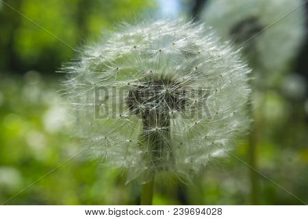 Close Up Dandelion Flower In Blue Bright Turquoise. Horizontal View.