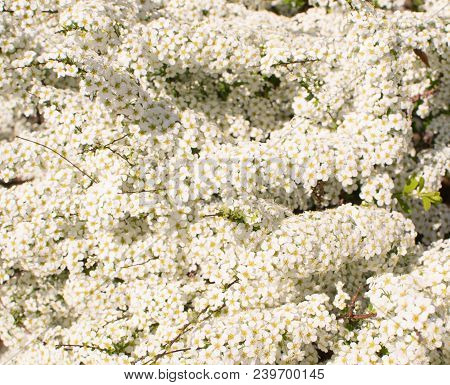 Spiraea Thunbergii Flowers