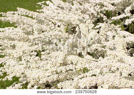 Spiraea Thunbergii Flowers