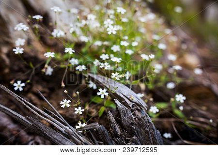 White Blooming Heliosperma Pusillum Flower And Rotten Roots In Austrian Alps