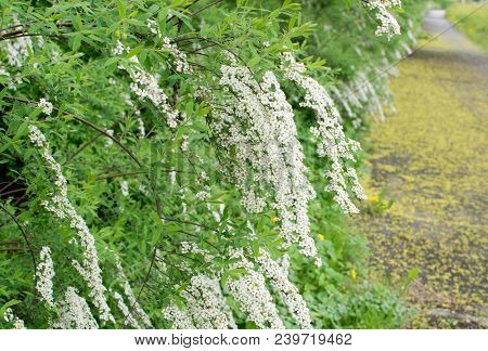Spiraea Thunbergii Flowers
