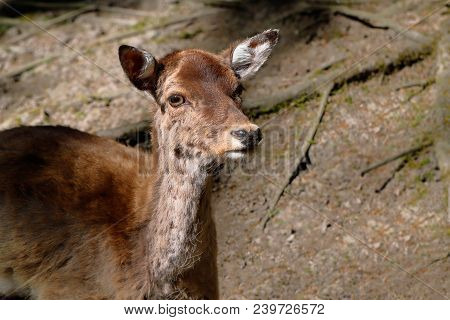 Portrait Of Fallow Deer (dama, Dama) In The Forest. Phtography Of Wildlife.