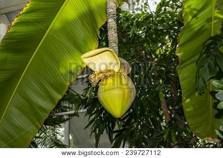 Flower Of Japanese Banana Musa Basjoo In Bloom Parks