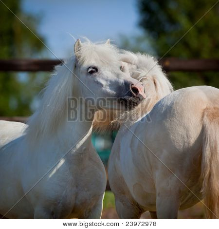 Two gray Shetland ponies in field.