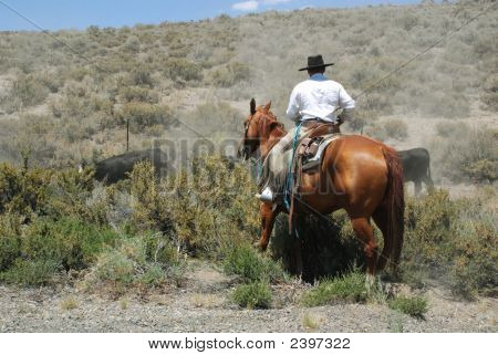 A munka a tehénpásztor nevadai sivatagban cowboy