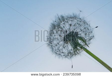 Dandelion Seeds Close Up Blowing In Blue Turquoise Background