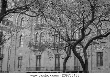 Center Of Beirut, Capital Of Lebanon, Tree And Classical Architecture And Characteristic Of The Coun
