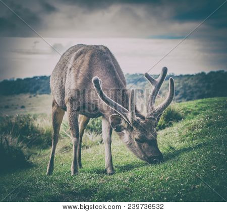 Male of the Sri Lankan sambar deer