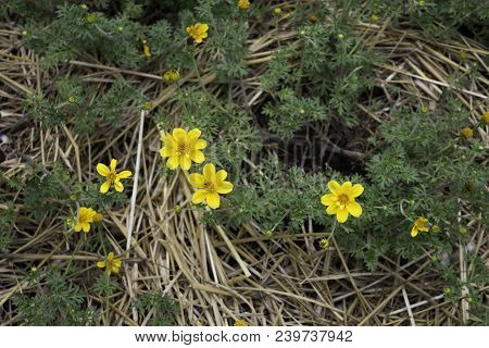 Mini Yellow Flower Bloom In Home Garden, Stock Photo