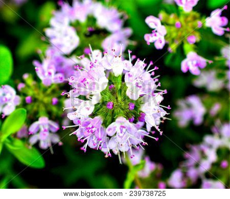 Blooming Wild Thyme ,thymus Serpyllum