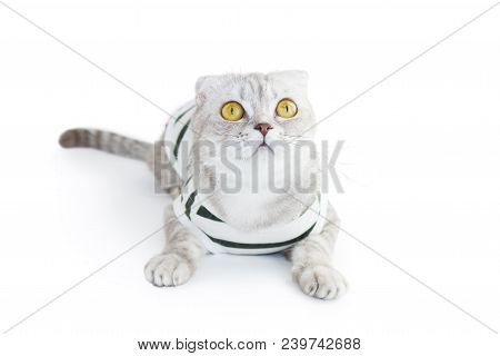 The Cat In Top On White Background