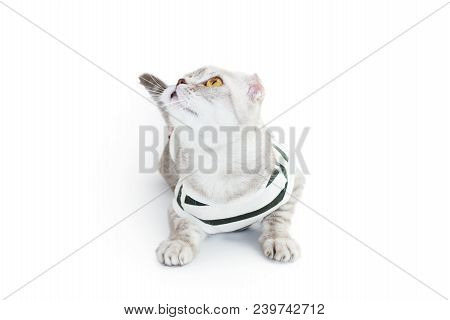 The Cat In Top On White Background