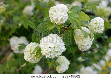 Flowers Of Viburnum Carlesii, Ornamental Garden Varietie