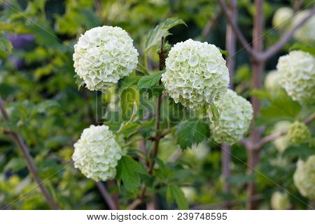 Flowers Of Viburnum Carlesii, Ornamental Garden Varietie