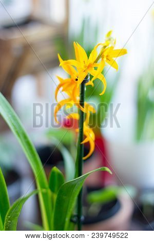 Yellow Miltonia Orchid, Beautiful And Fresh On The Window.