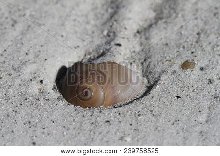 Close-up Of A Shark Eye Seashell, Neverita Duplicata, Found Partially Covered With Sand, Near Naples