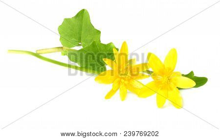 Forsythia Oleaceae Flowers Blossoms Isolated On White Background