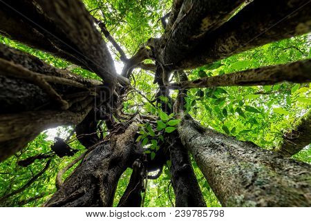 Dynamic wide angle shot inside the bark of a ficus tree, Munduk forest, Bali, IndonesiaI
