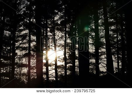 Walking In A Forest, Looking Over To See The Sun Peeking Through, Trying To Shine Down On You