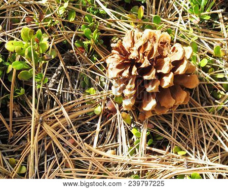 Ponderosa Pine Cone Among A Bed Of Needles And Foliage On The Forest Floor