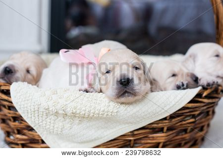 Portrait Of Two Weeks Old Cute Golden Retriever Puppy In The Basket. Image Of Sweet Golden Retriever