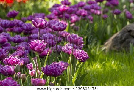 Purple Tulips In The Garden. Flowers Background. Sunny Day.