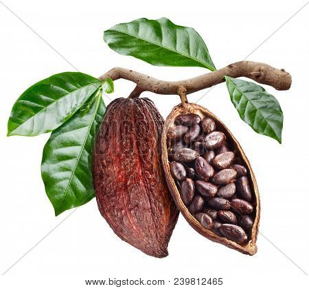 Open cocoa pod with cocoa seeds which is hanging from the branch. Conceptual photo. Clipping path.
