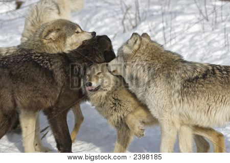 Wolf Pack